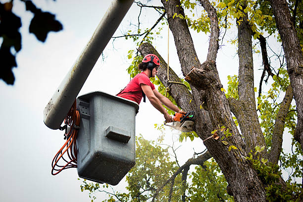 Best Hazardous Tree Removal  in Oasis, CA